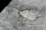 Crinoid Fossils ( Species) - Gilmore City, Iowa #86748-5